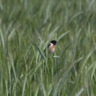 Stonechat in wheat