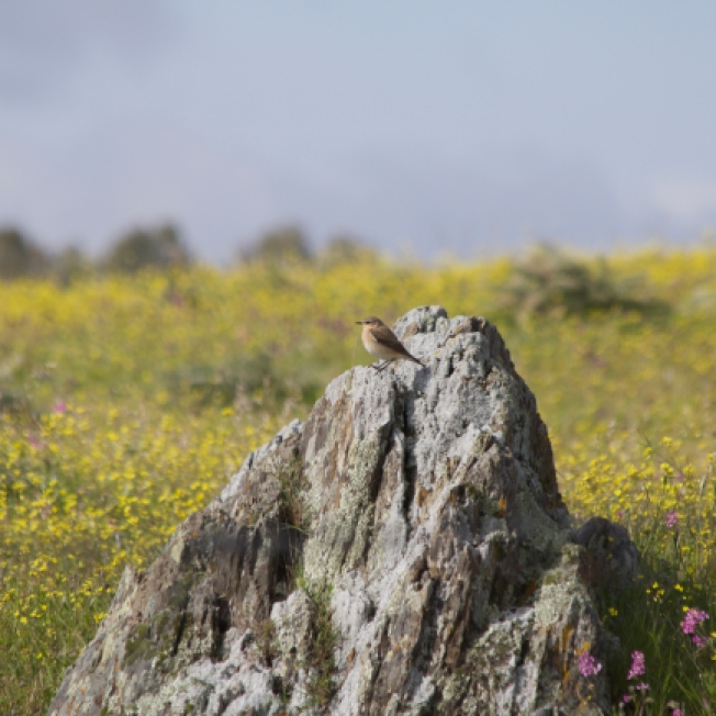 Wheatear and endless flowers